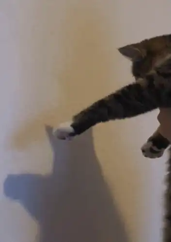 멀티레포 타입 동기화할 때의 내 표정